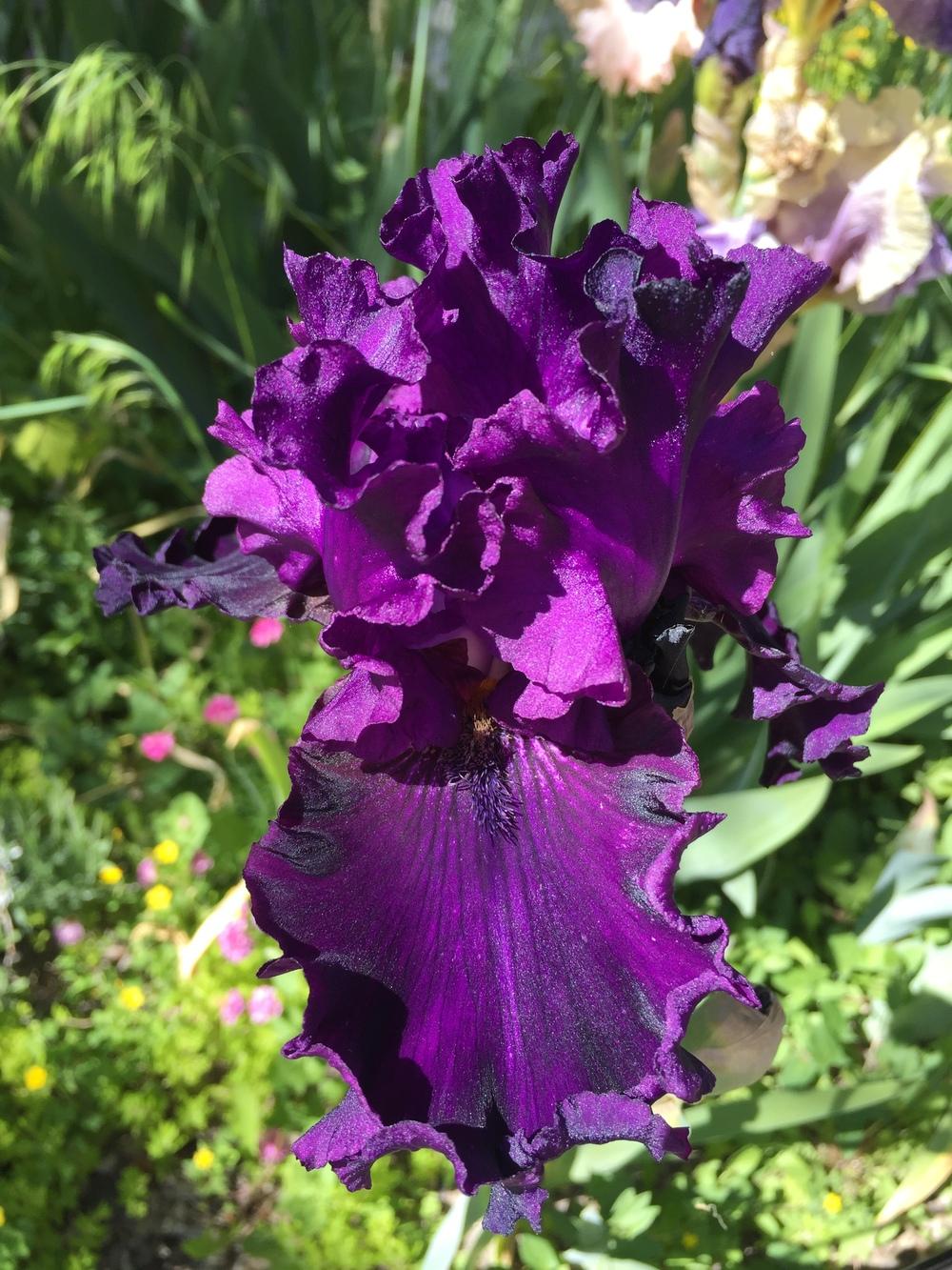Photo of Tall Bearded Iris (Iris 'Plum Poodle') uploaded by SpringGreenThumb