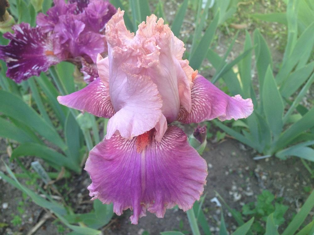 Photo of Tall Bearded Iris (Iris 'Okapi Poppy') uploaded by SpringGreenThumb