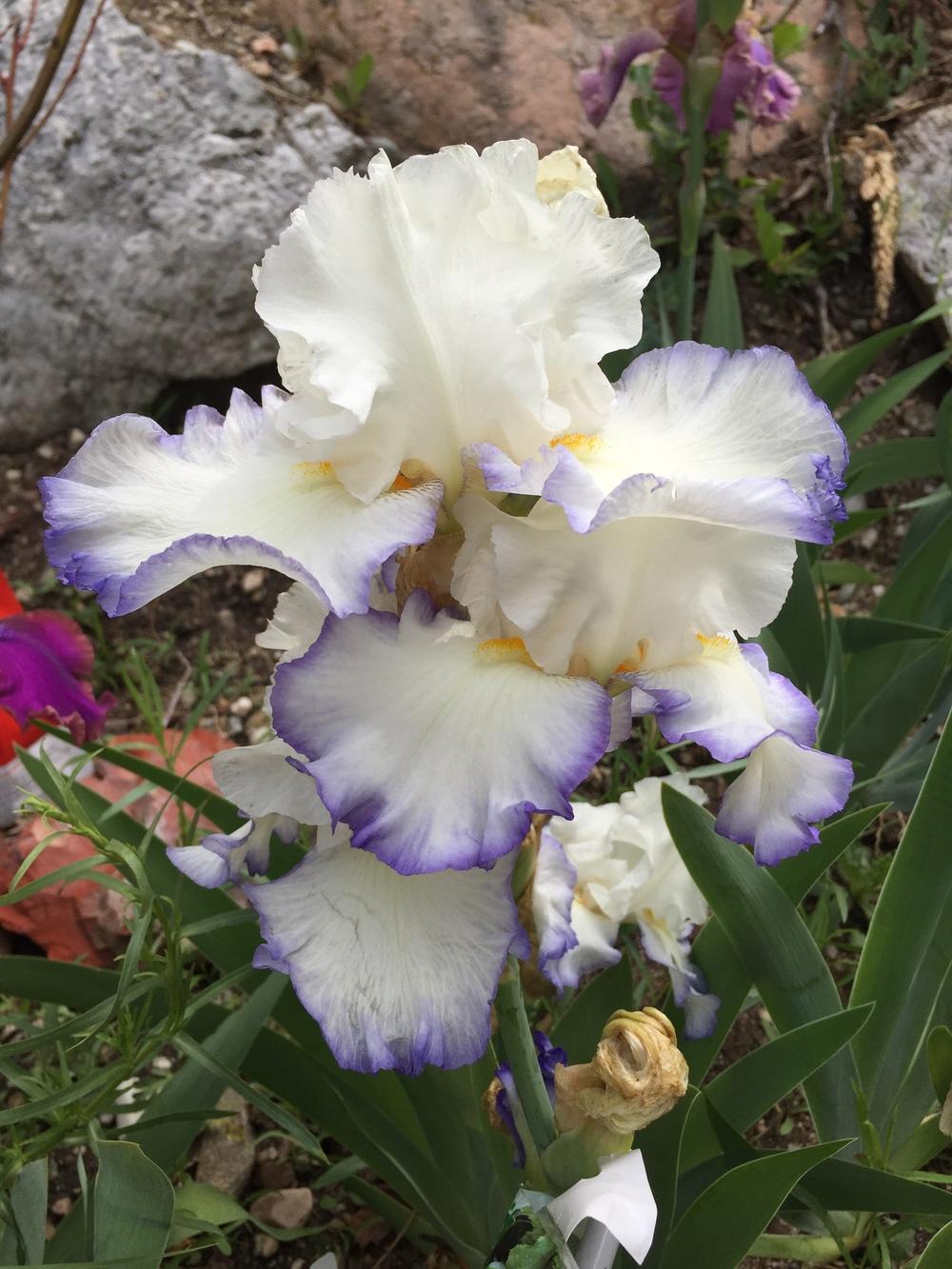 Photo of Tall Bearded Iris (Iris 'Queen's Circle') uploaded by SpringGreenThumb