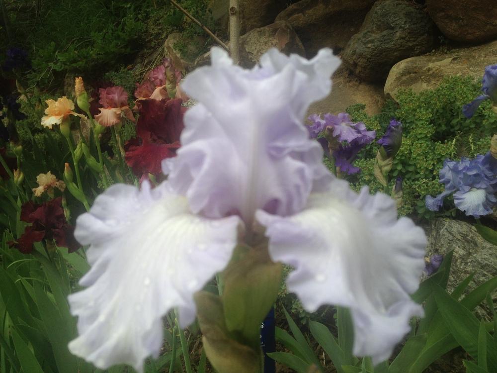 Photo of Tall Bearded Iris (Iris 'Silverado') uploaded by SpringGreenThumb