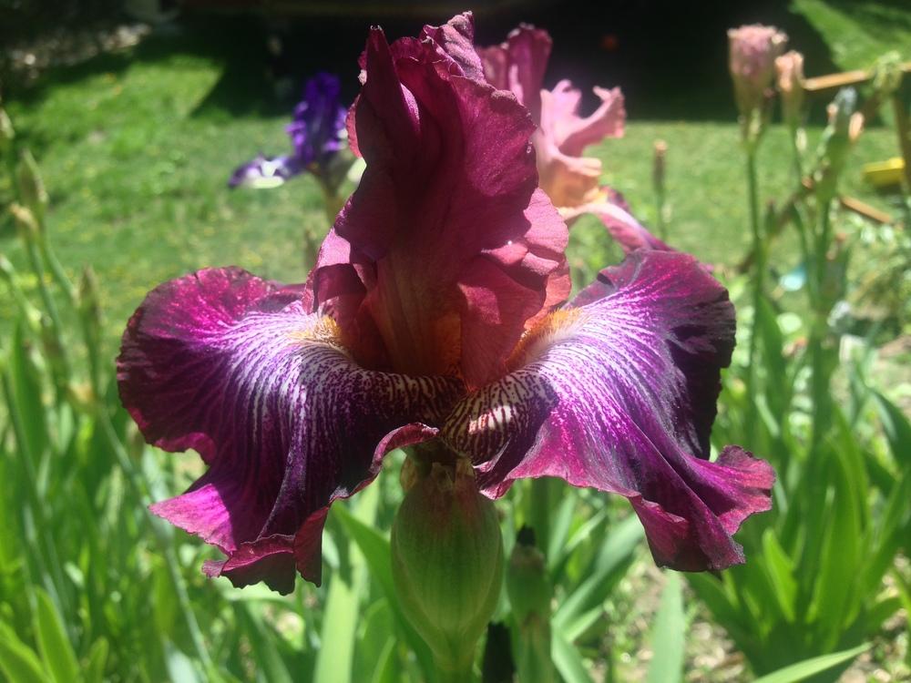 Photo of Tall Bearded Iris (Iris 'Vibrations') uploaded by SpringGreenThumb