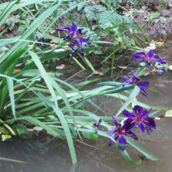 Location: Del Norte Calif amongst the redwoods in my pond
Date: 2015-0-12
Black Gamecock Deep Purple Louisiana Iris growing in a pond