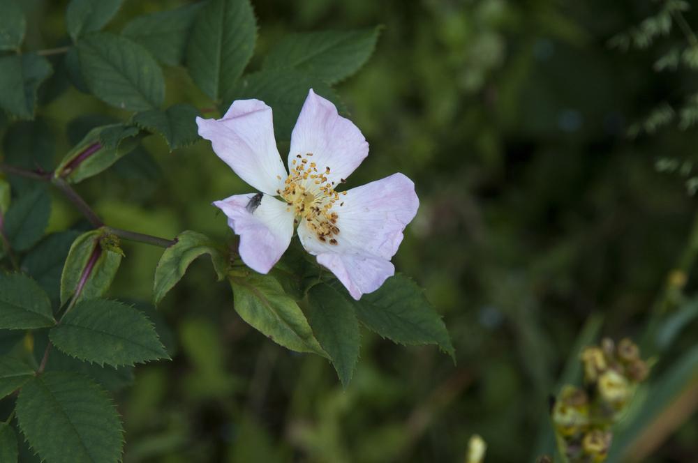 Photo of Briar Rose (Rosa canina) uploaded by cliftoncat