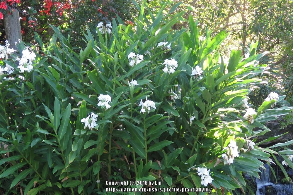Photo of Butterfly Ginger (Hedychium coronarium) uploaded by plantladylin