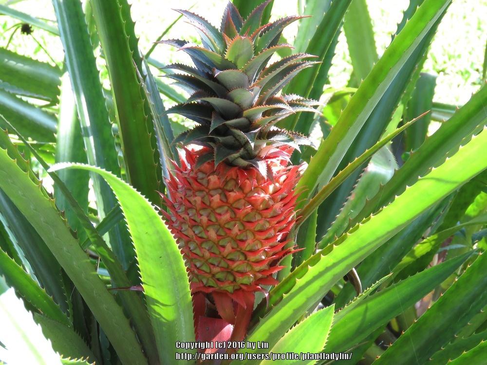 Photo of Pineapple (Ananas comosus) uploaded by plantladylin