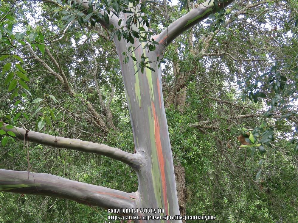 Photo of Rainbow Eucalyptus (Eucalyptus deglupta) uploaded by plantladylin