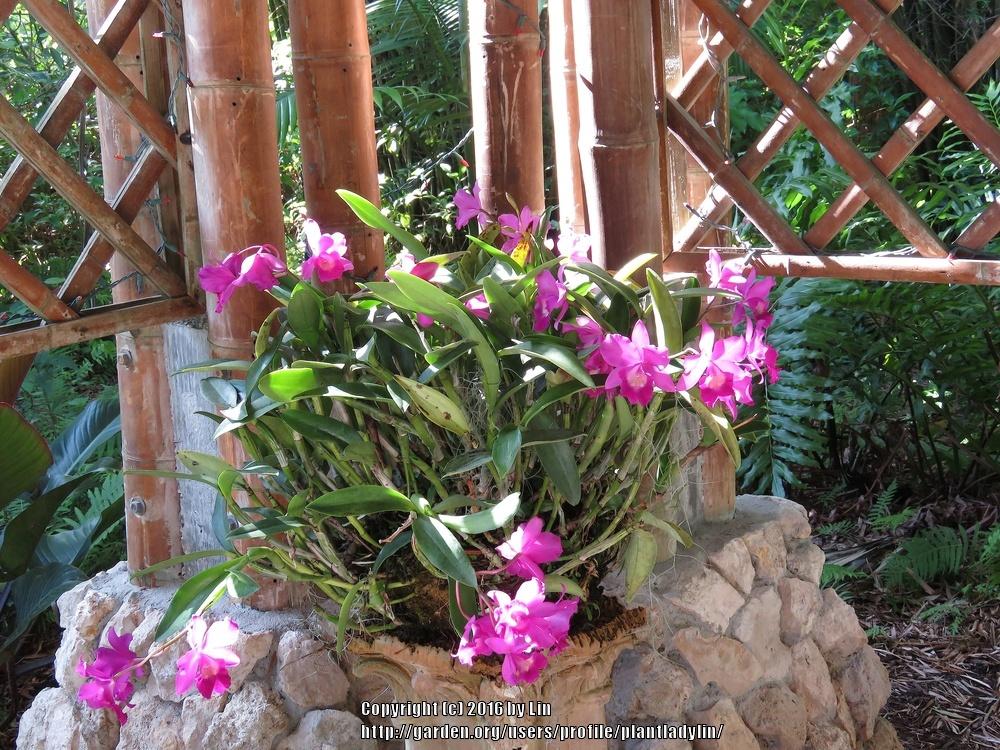 Photo of Orchid (Cattleya) uploaded by plantladylin