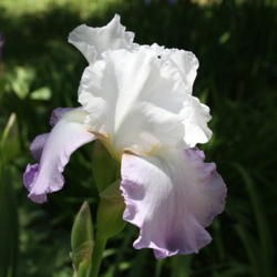 Location: My Garden, Ontario, Canada
Date: 2016-06-17
This iris performs well growing in the dappled shade of a pine tr