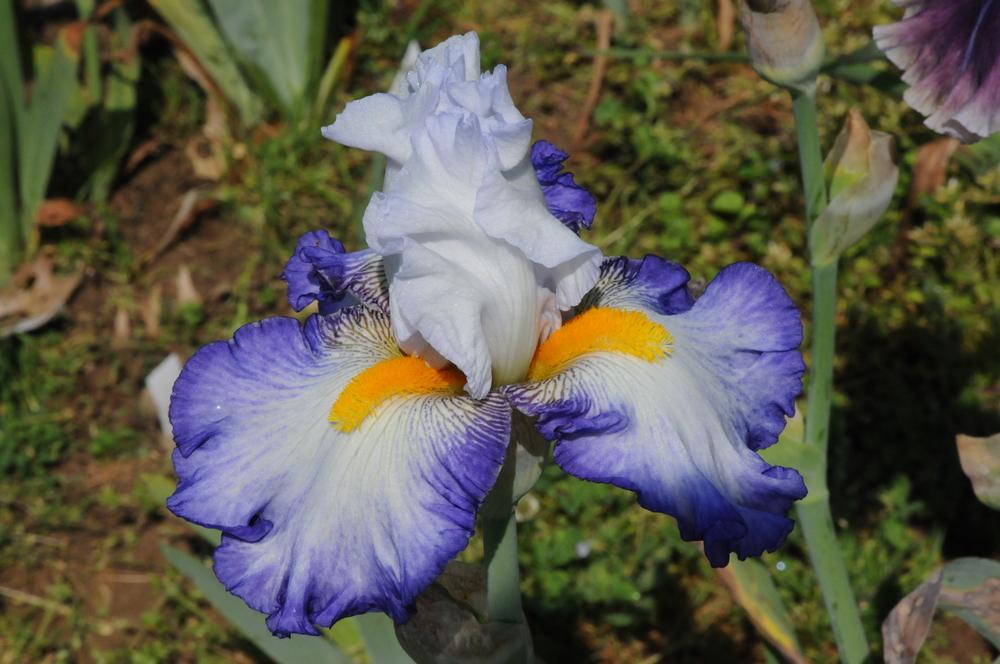 Photo of Tall Bearded Iris (Iris 'Brilliant Idea') uploaded by Islandview