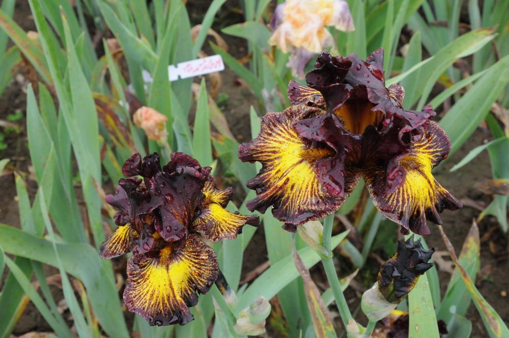 Photo of Tall Bearded Iris (Iris 'Tuscan Summer') uploaded by Islandview