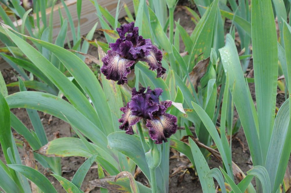 Photo of Tall Bearded Iris (Iris 'Dark Drama') uploaded by Islandview