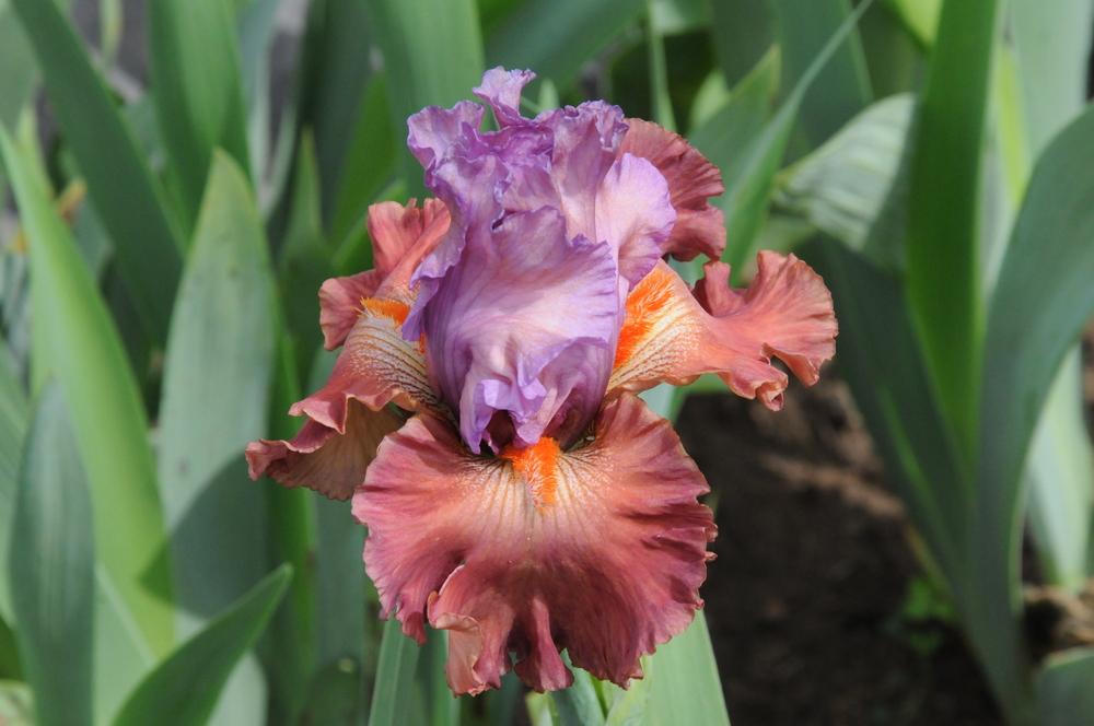 Photo of Tall Bearded Iris (Iris 'Adoree') uploaded by Islandview