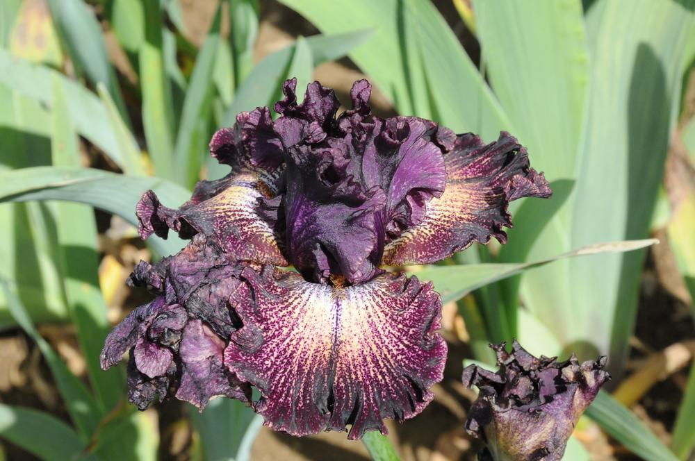 Photo of Tall Bearded Iris (Iris 'Dark Drama') uploaded by Islandview