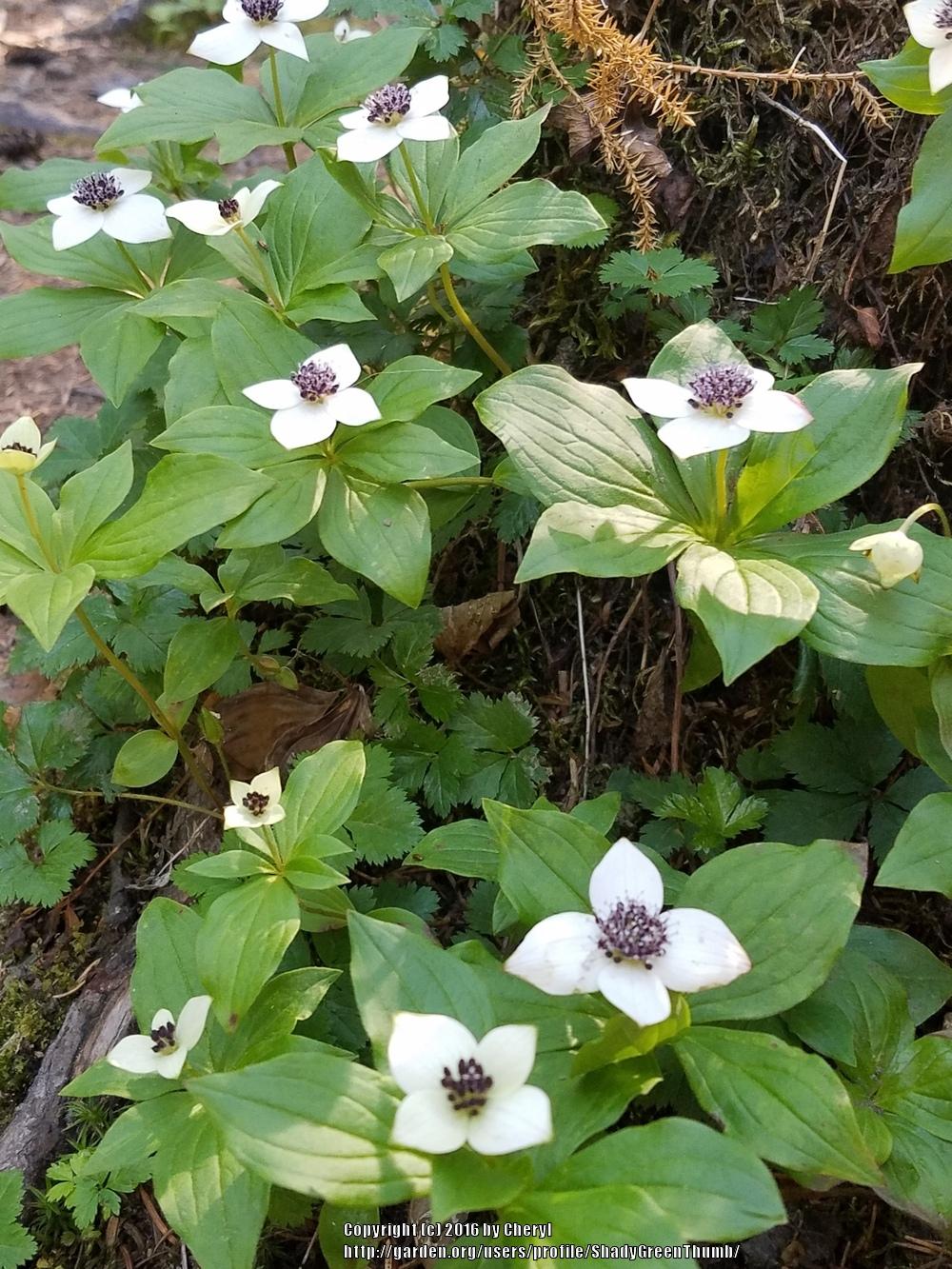Photo of Bunchberry (Cornus canadensis) uploaded by ShadyGreenThumb