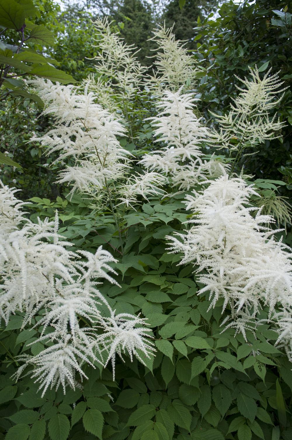 Photo of Goat's Beard (Aruncus dioicus) uploaded by cliftoncat