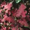 Red Glamour Caladiums from Classic Caladiums