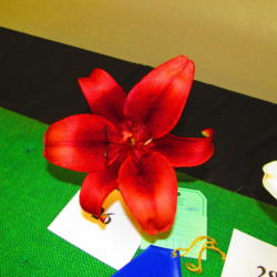 Location: Missouri Botanical Garden (Mobot) in St Louis - Lily show
Date: 2016-06-18