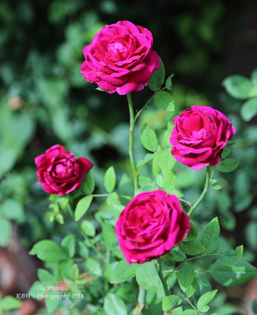 Photo of English Shrub Rose (Rosa 'The Prince') uploaded by kbw664