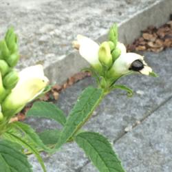 Location: Brownstown Pennsylvania
Date: 2015-08-24
Bumblebees must practice the ability to enter a turtlehead flower