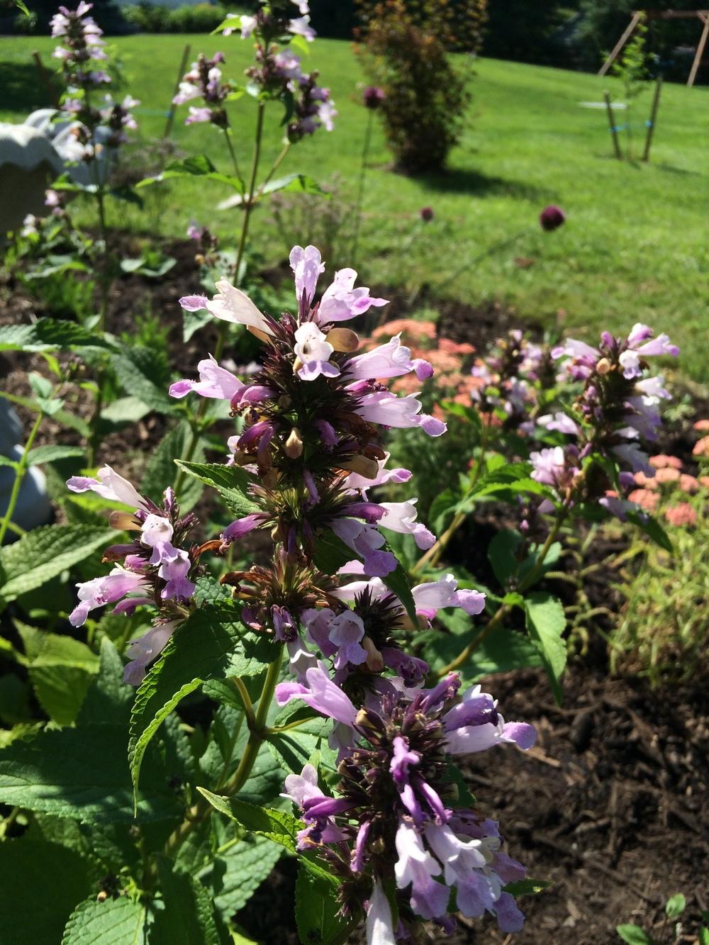Photo of Catmint (Nepeta subsessilis 'Sweet Dreams') uploaded by nativeplantlover
