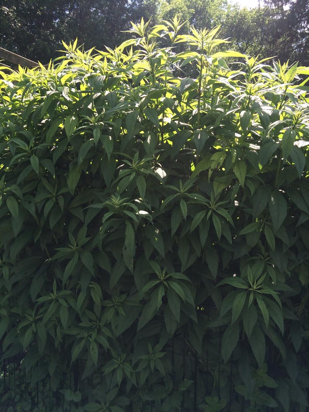 Photo of Spotted Joe Pye Weed (Eutrochium maculatum) uploaded by nativeplantlover