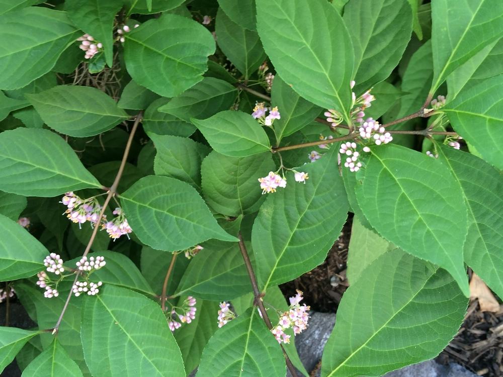 Photo of Japanese Beautyberry (Callicarpa japonica) uploaded by nativeplantlover