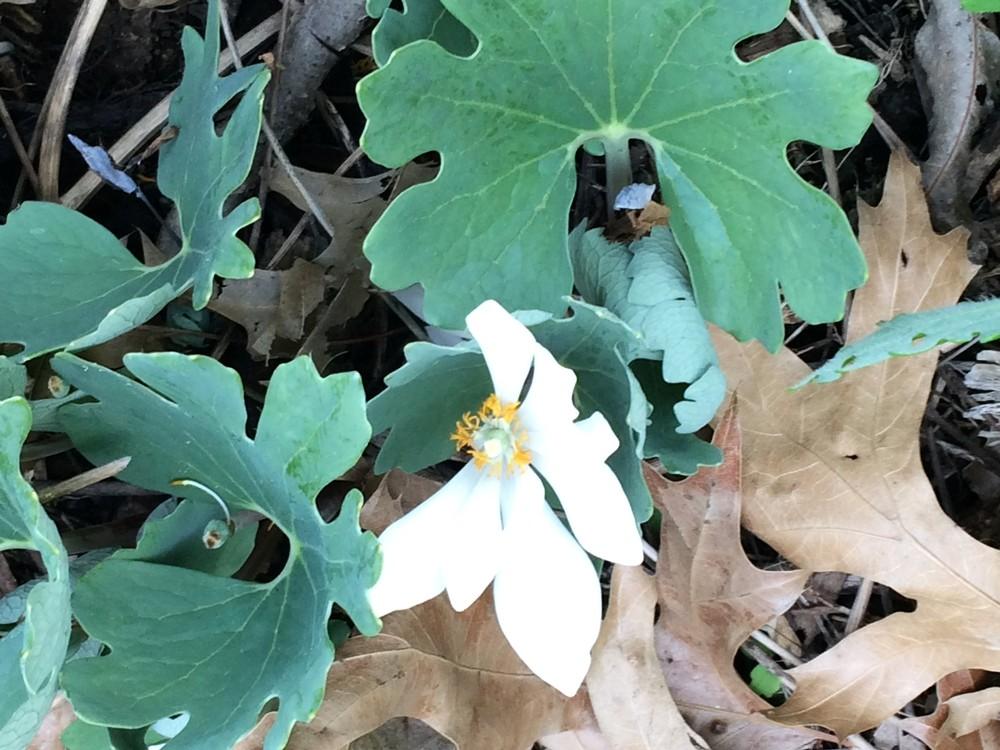 Photo of Bloodroot (Sanguinaria canadensis) uploaded by nativeplantlover