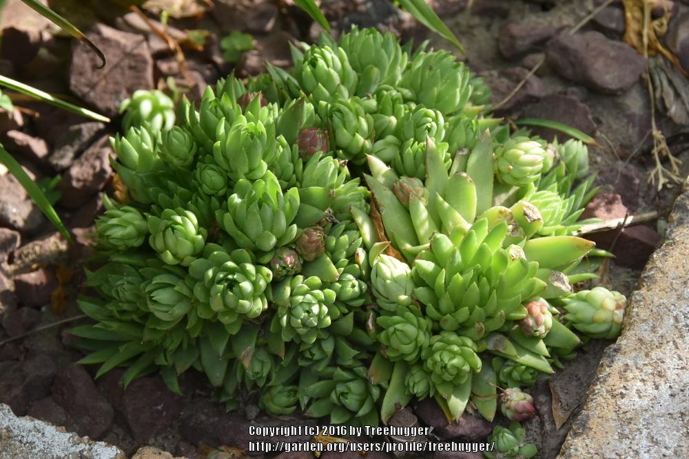 Photo of Rollers (Sempervivum globiferum subsp. allionii) uploaded by treehugger