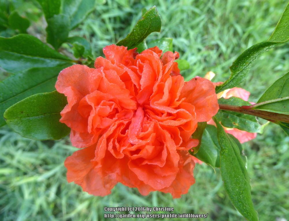 Photo of Pomegranate (Punica granatum 'Wonderful') uploaded by wildflowers