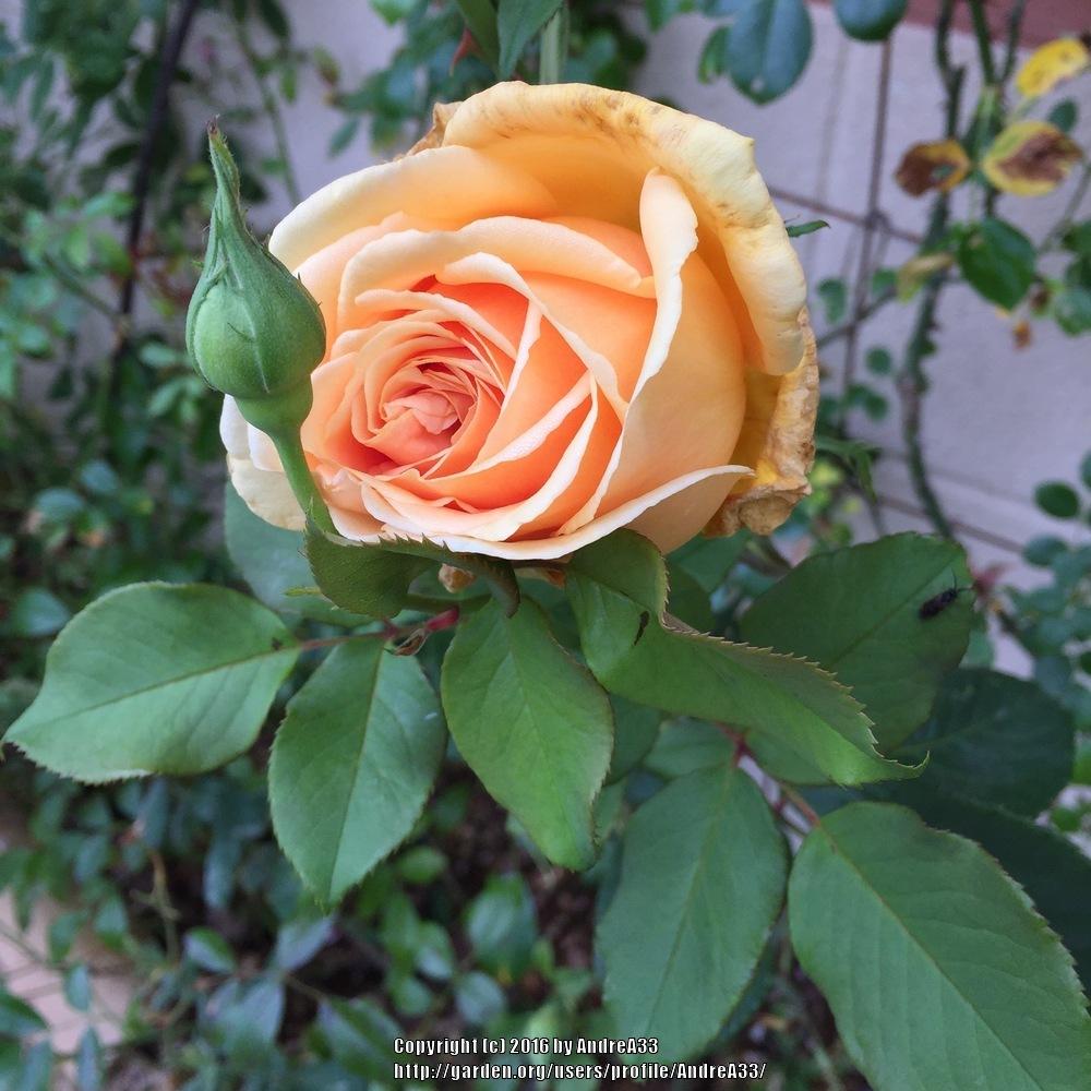 Photo of Rose (Rosa 'Valencia') uploaded by AndreA33