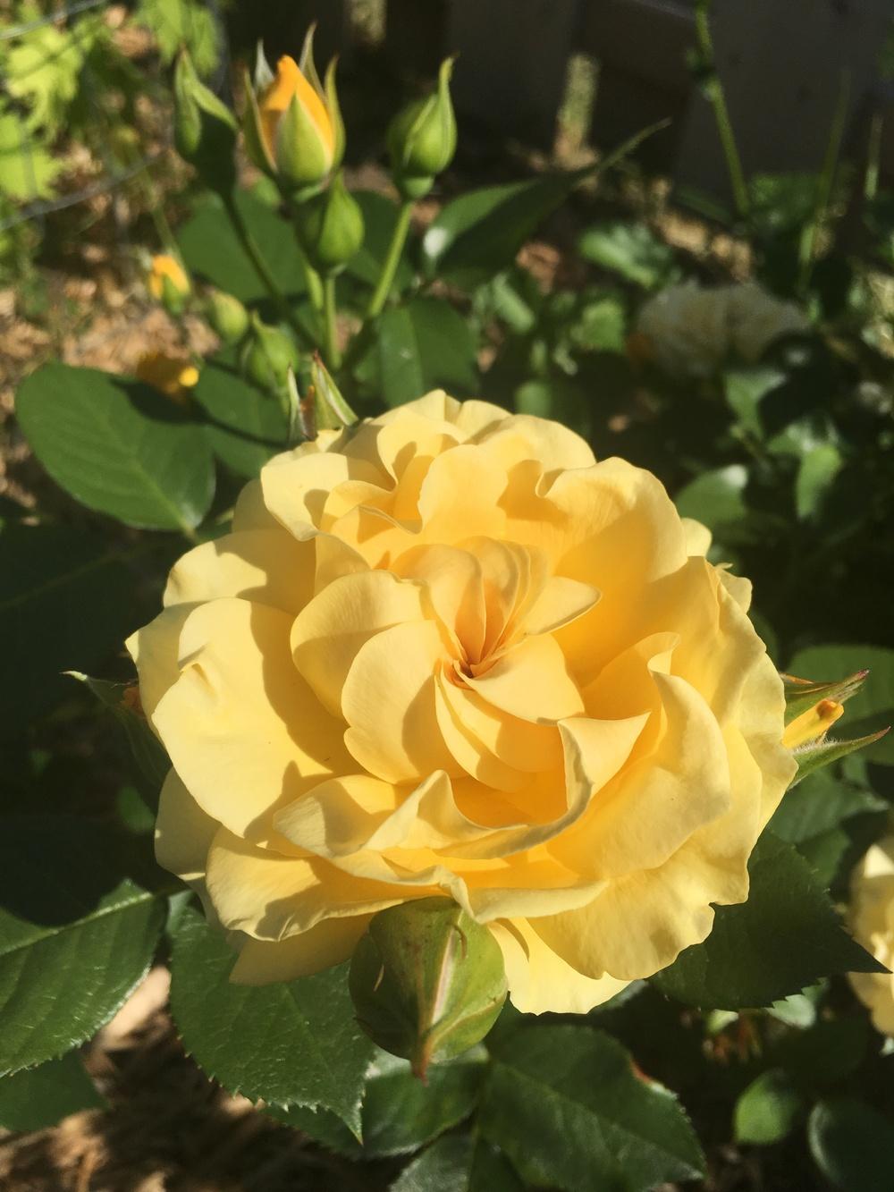 Photo of Floribunda Rose (Rosa 'Julia Child') uploaded by Gardening_Adventure