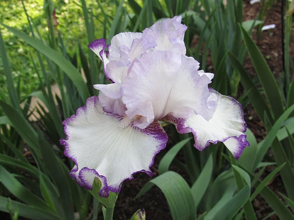 Photo of Tall Bearded Iris (Iris 'Petticoat Shuffle') uploaded by Lestv