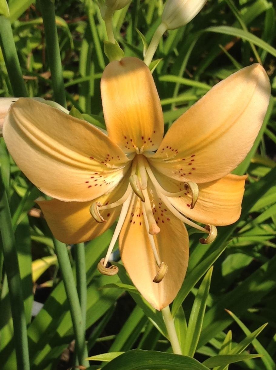 Photo of Lily (Lilium 'Pendant Peach') uploaded by Lilydaydreamer