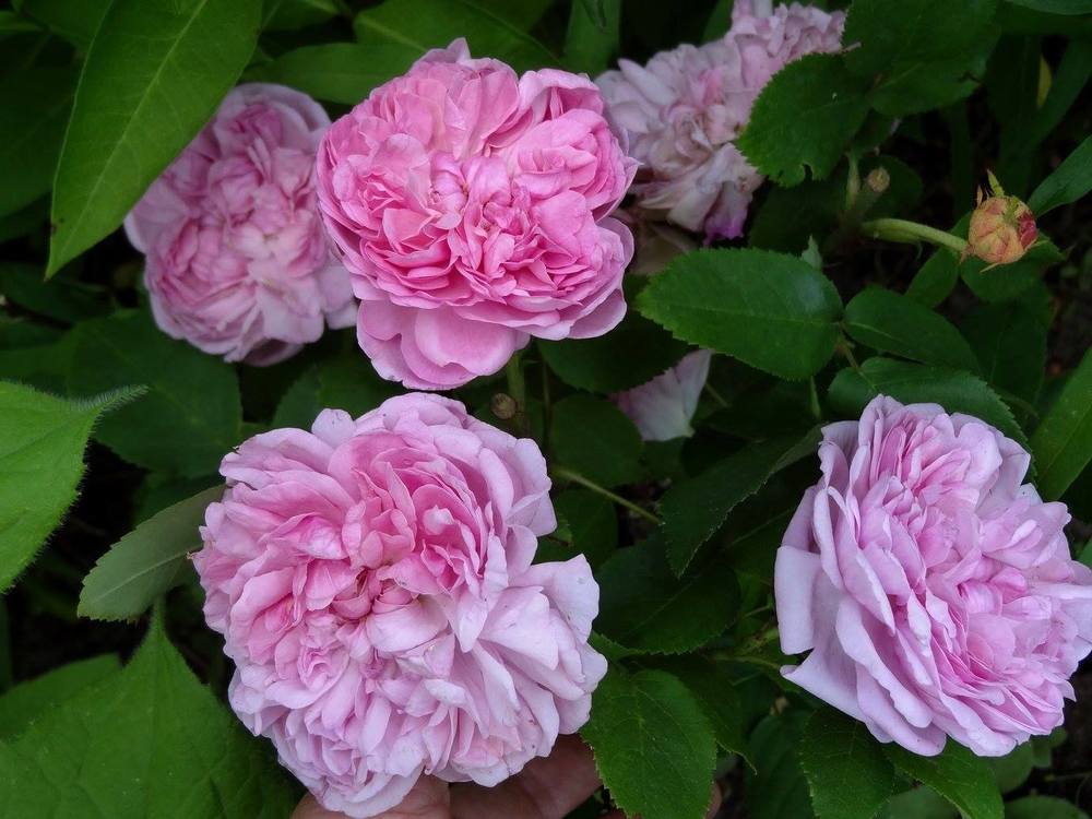 Photo of Rose (Rosa 'Sidonie') uploaded by Orsola