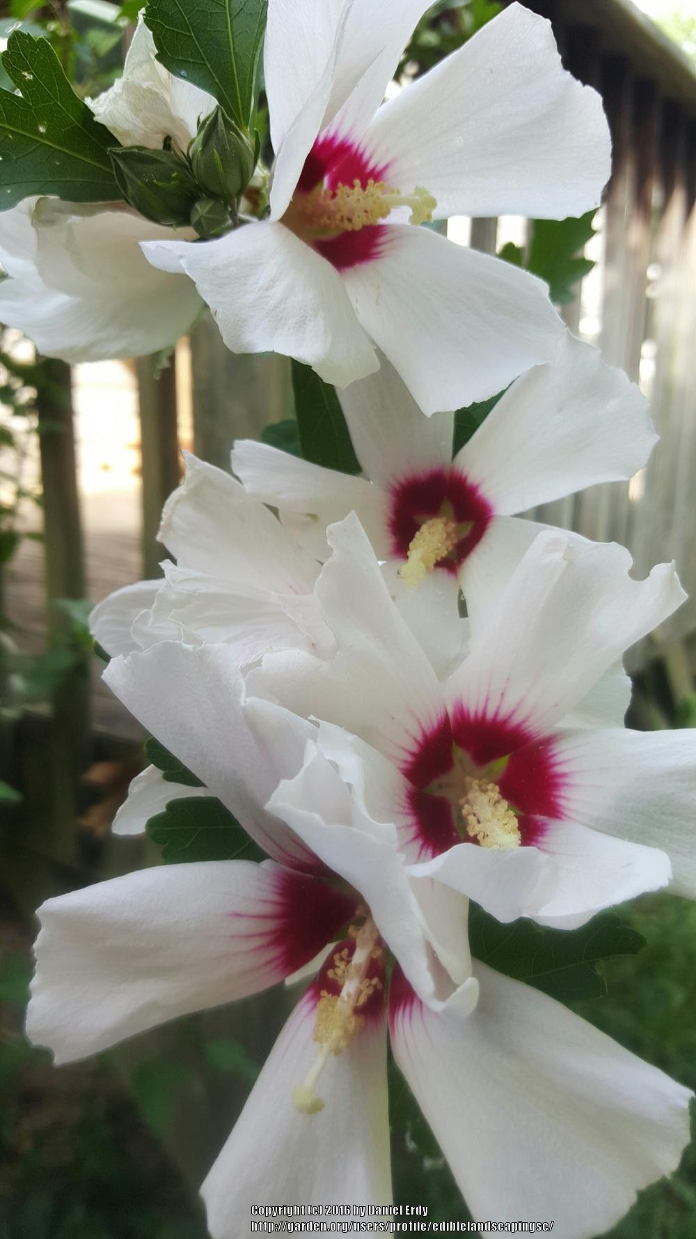 Photo of Roses of Sharon (Hibiscus syriacus) uploaded by ediblelandscapingsc