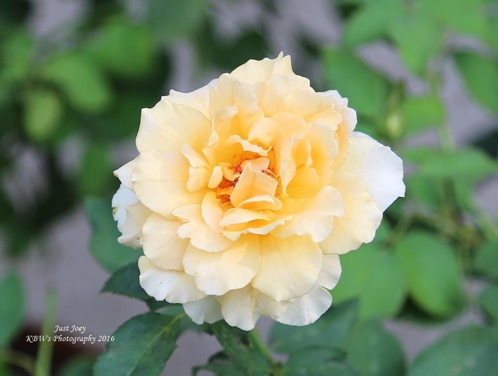 Photo of Rose (Rosa 'Just Joey') uploaded by kbw664