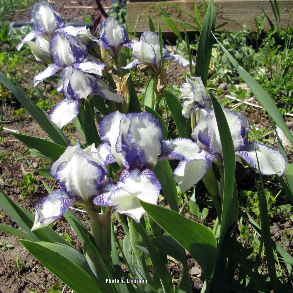 Photo of Standard Dwarf Bearded Iris (Iris 'Stitch Witch') uploaded by lauribob