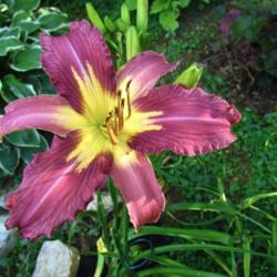 Location: Myersville, Maryland
Date: 2016-06-18
I went to Blue Ridge Daylilies in North Carolina & picked this ri