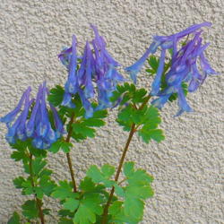 Location: Nora's Garden - Castlegar BC
Date: 2016-06-19
 2:56 pm. An enchanting blue violet colour, with a white highligh