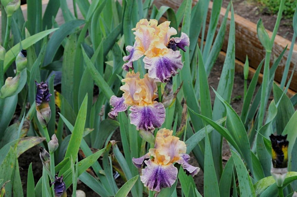 Photo of Tall Bearded Iris (Iris 'Spendthrift') uploaded by Islandview