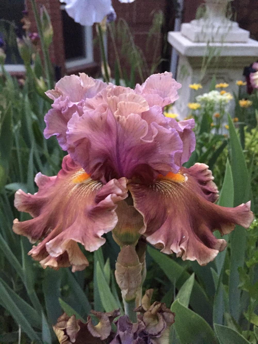 Photo of Tall Bearded Iris (Iris 'Ancient Secrets') uploaded by SpringGreenThumb