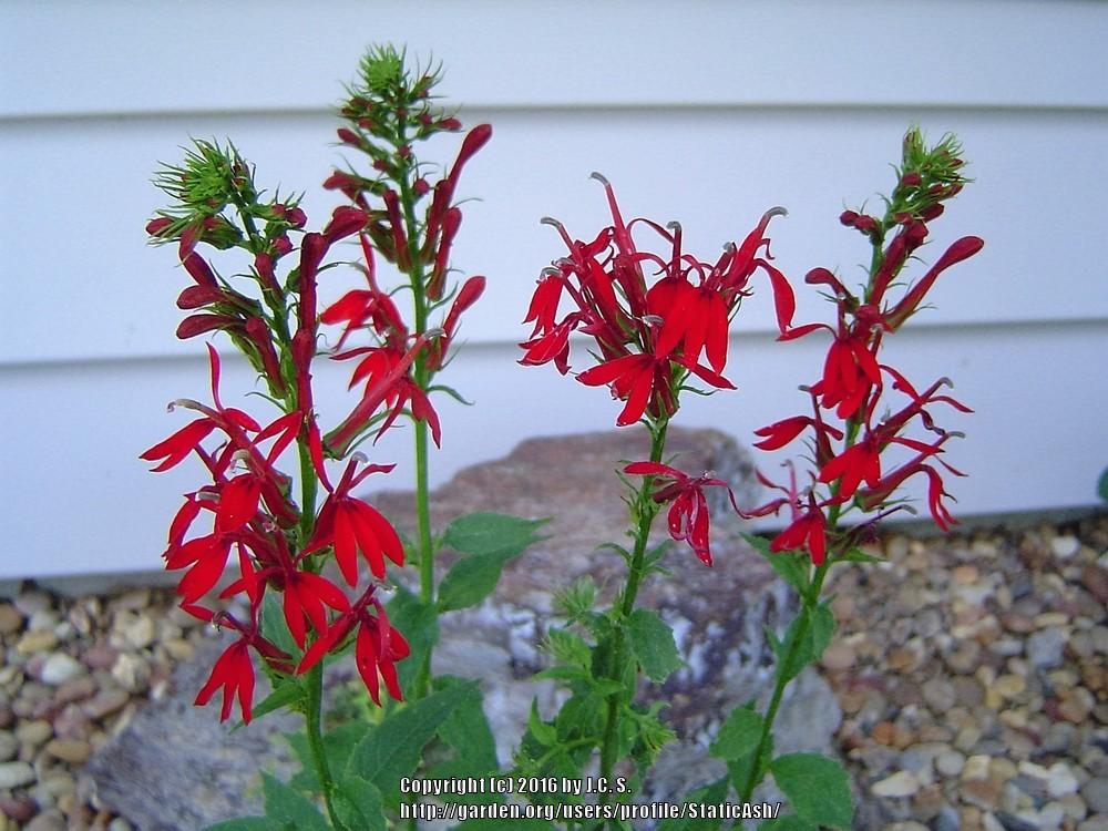Photo of Cardinal Flower (Lobelia cardinalis) uploaded by StaticAsh