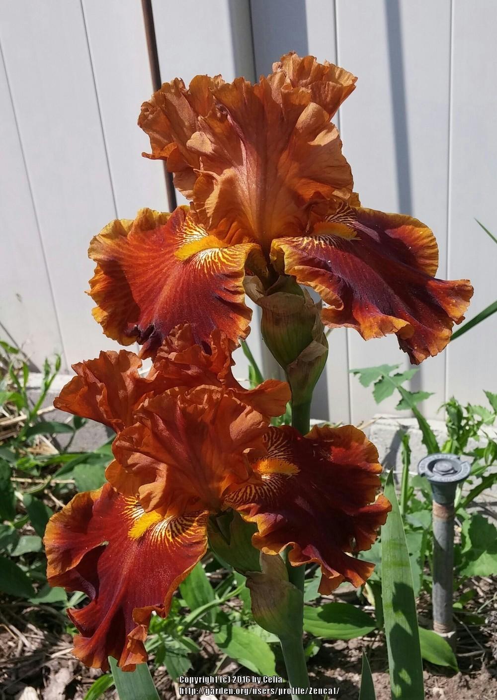 Photo of Tall Bearded Iris (Iris 'Rustler') uploaded by Zencat