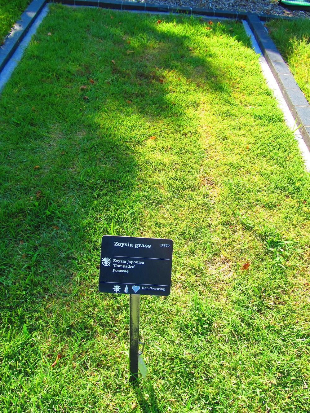 Photo of Zoysia Grass (Zoysia japonica 'Compadre') uploaded by jmorth