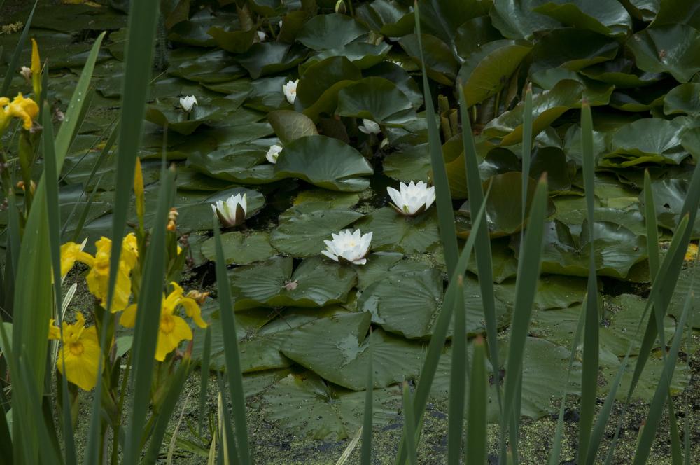 Photo of Water Lily (Nymphaea alba) uploaded by cliftoncat