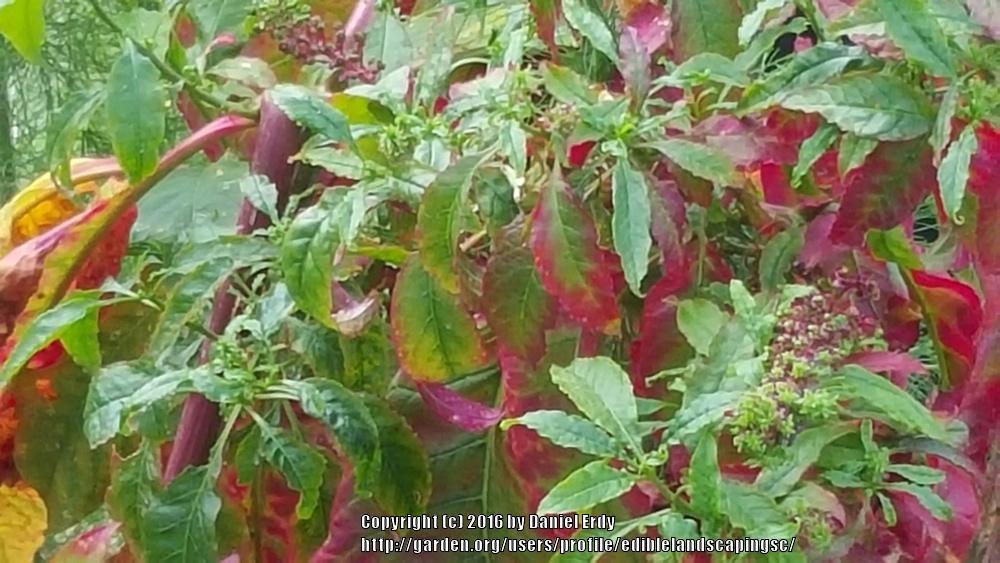 Photo of Pokeweed (Phytolacca americana) uploaded by ediblelandscapingsc