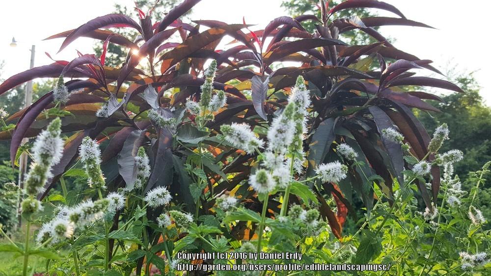 Photo of Spearmint (Mentha spicata) uploaded by ediblelandscapingsc