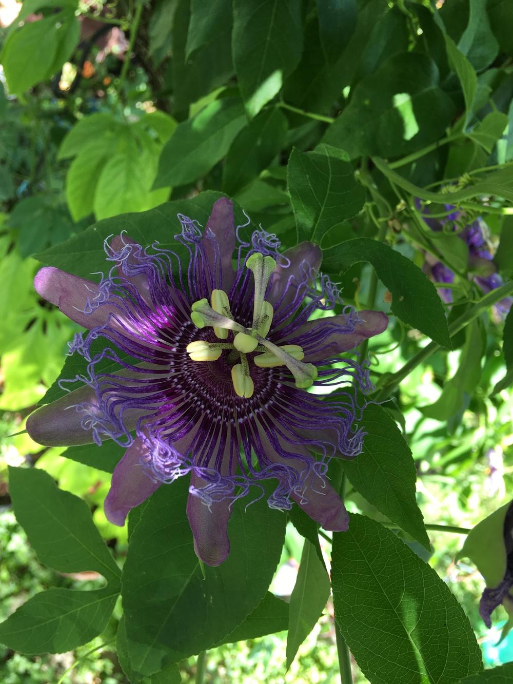 Photo of Passion Flower (Passiflora 'Incense') uploaded by froggardener