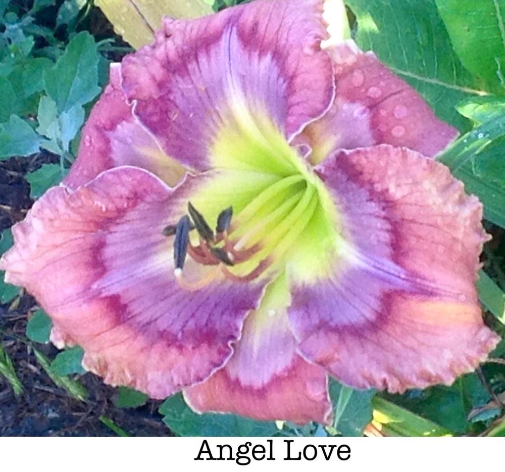 Photo of Daylily (Hemerocallis 'Angel Love') uploaded by gsutche