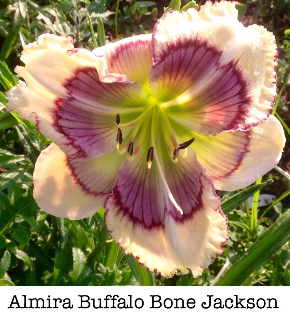 Photo of Daylily (Hemerocallis 'Almira Buffalo Bone Jackson') uploaded by gsutche
